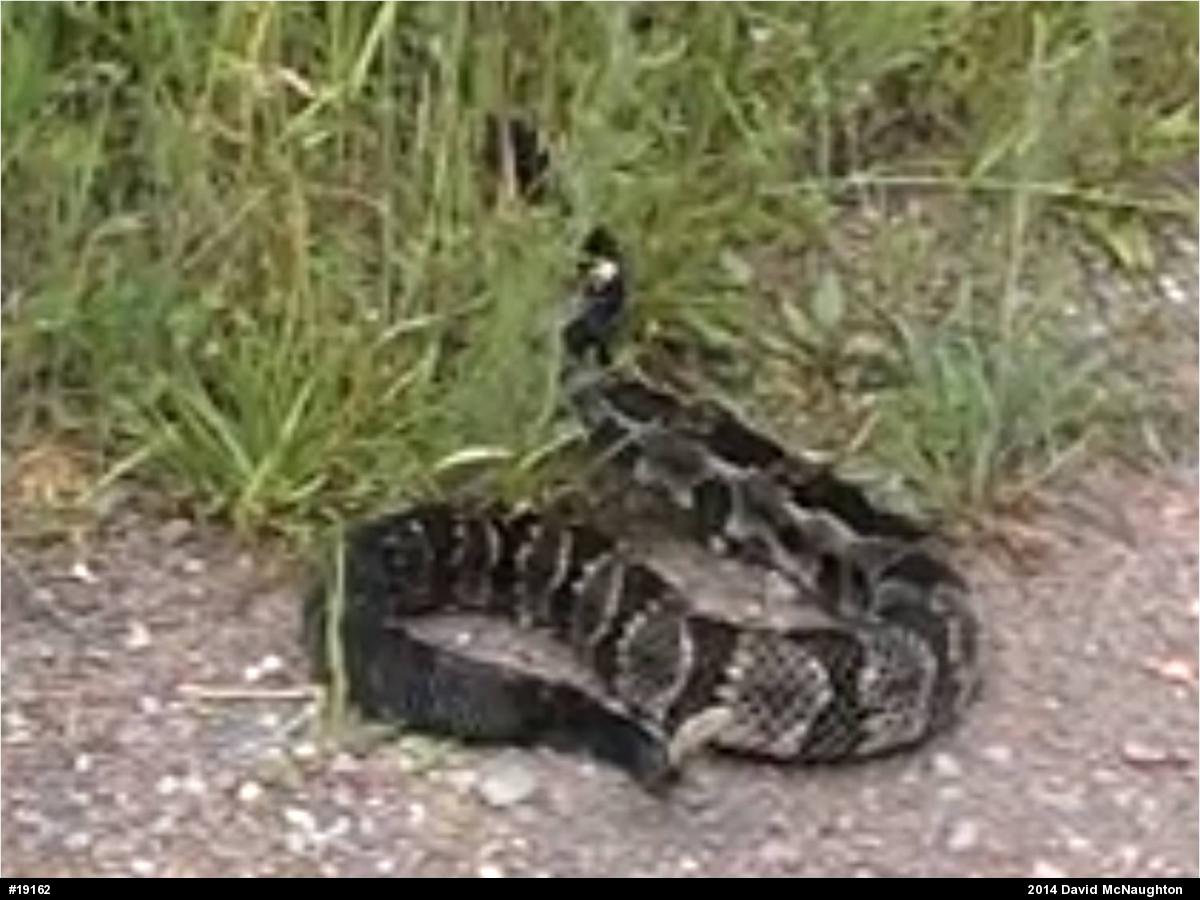 Timber Rattlesnake
