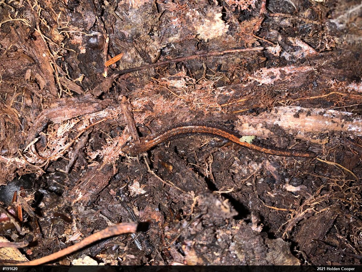 Eastern Red-backed  Salamander