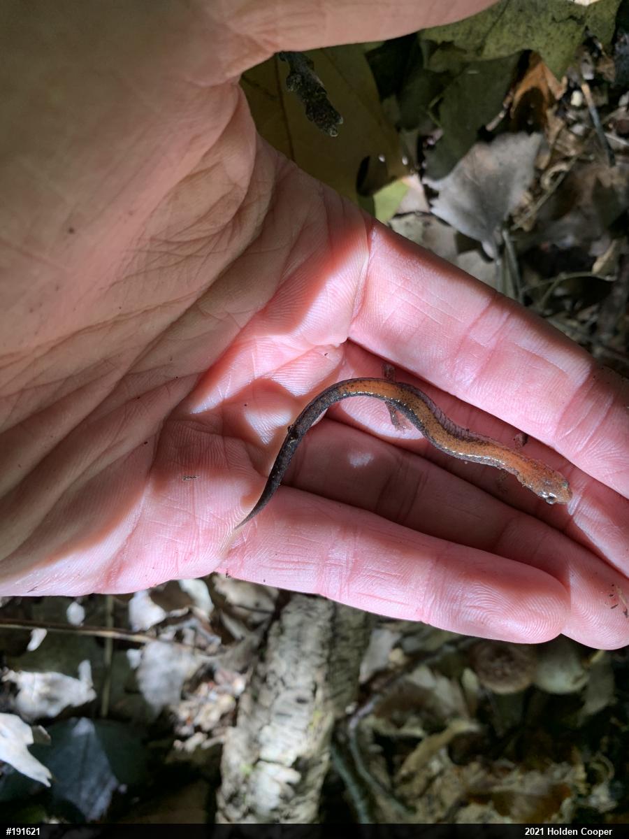 Eastern Red-backed  Salamander