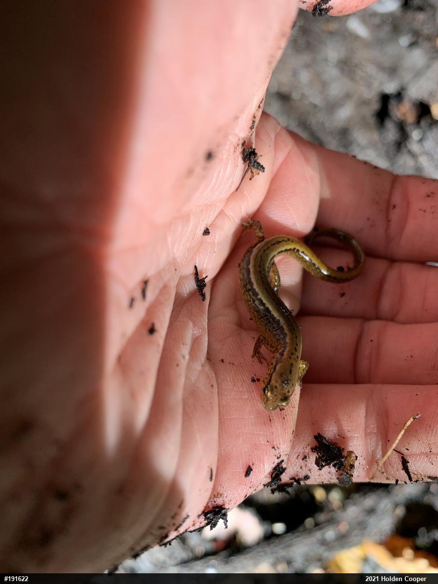 Northern Two-lined Salamander