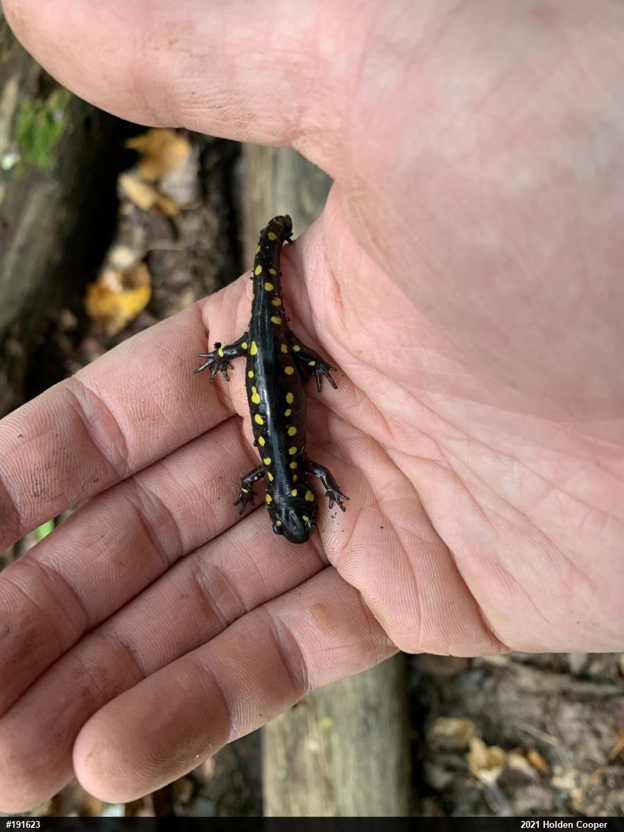 Spotted Salamander