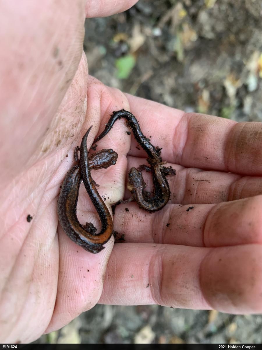 Eastern Red-backed  Salamander