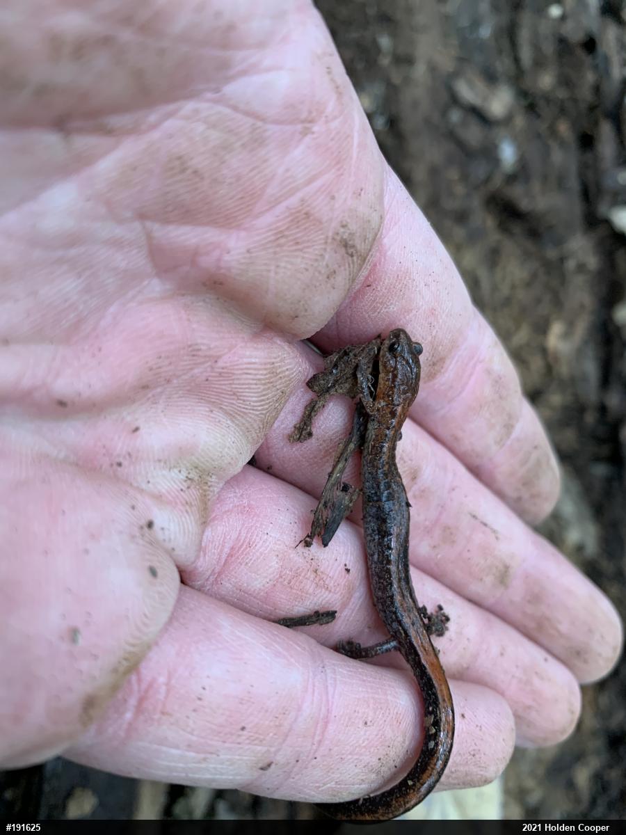 Eastern Red-backed  Salamander
