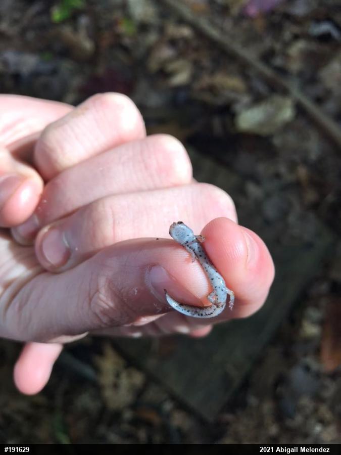 Four-toed Salamander