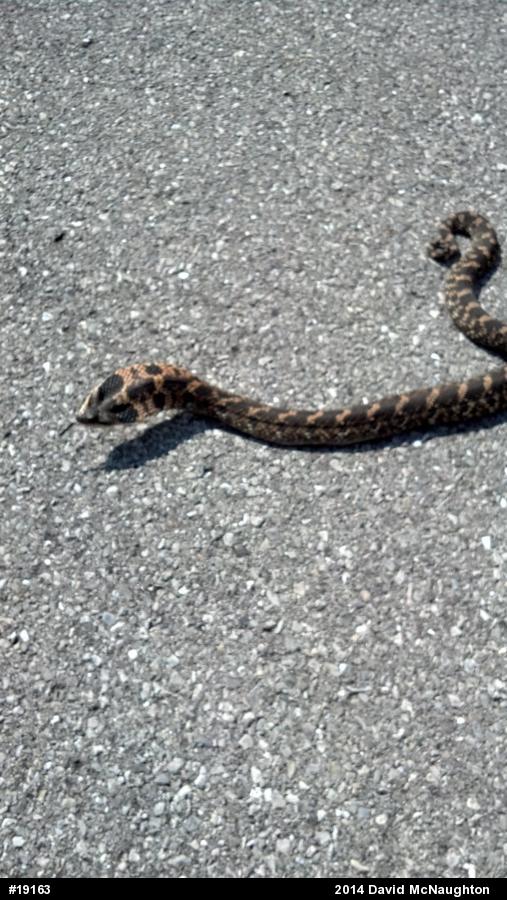 Eastern Hog-nosed Snake