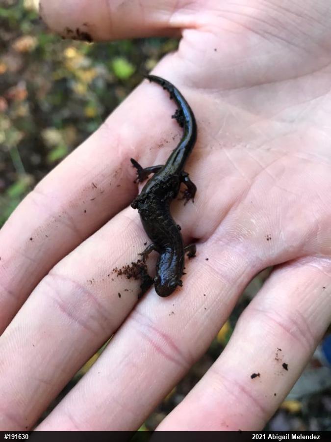 Allegheny Mountain Dusky Salamander