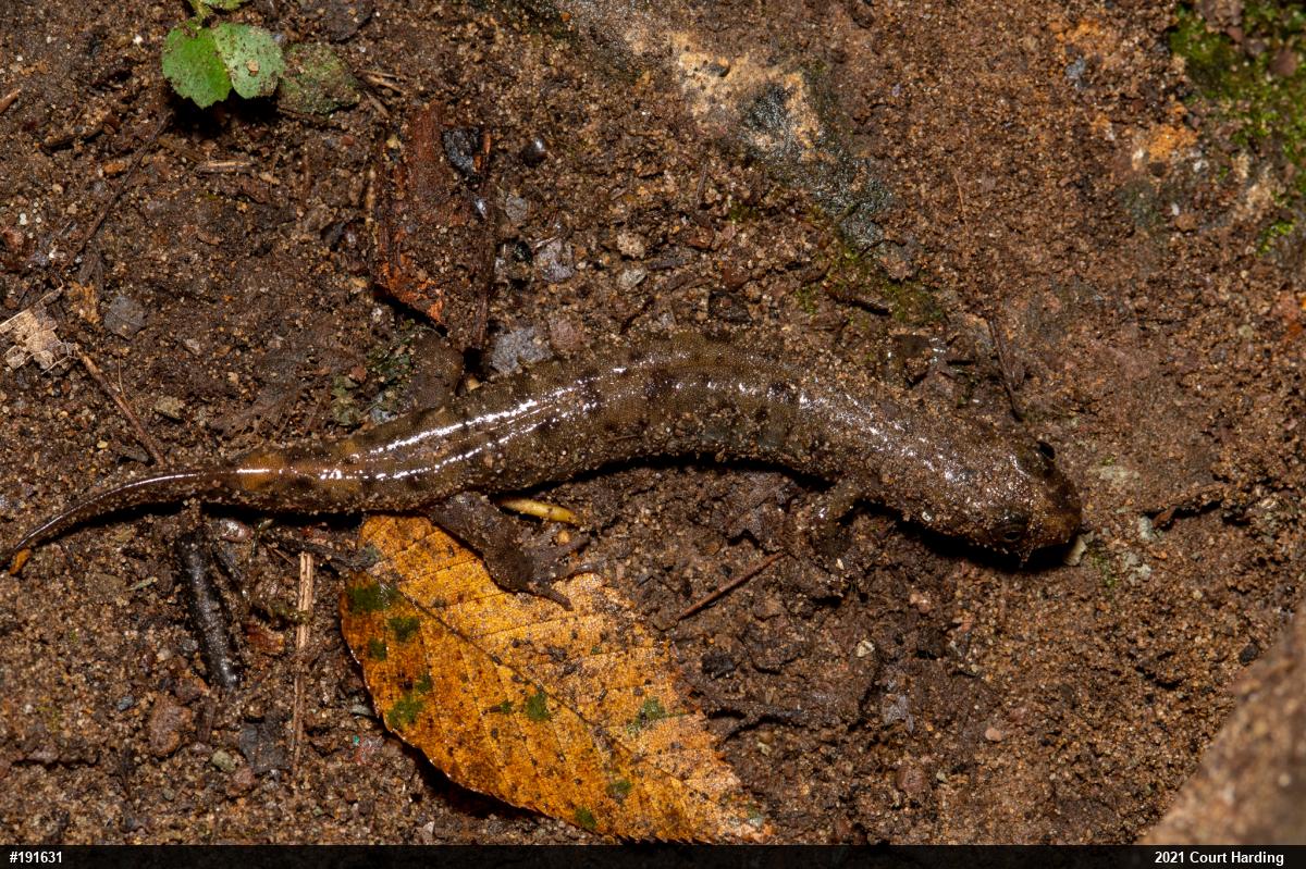 Seal Salamander