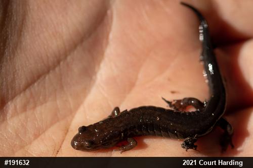 Allegheny Mountain Dusky Salamander