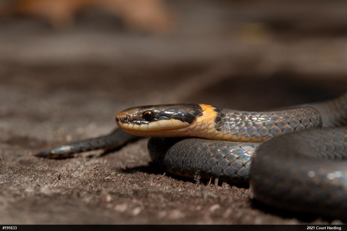 Northern Ring-necked Snake