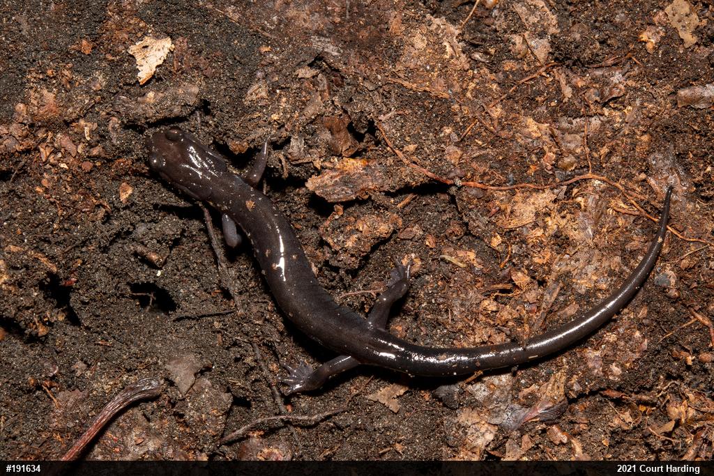 Wehrle's Salamander