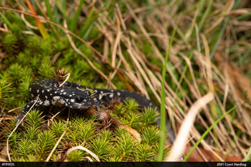 Northern Slimy Salamander
