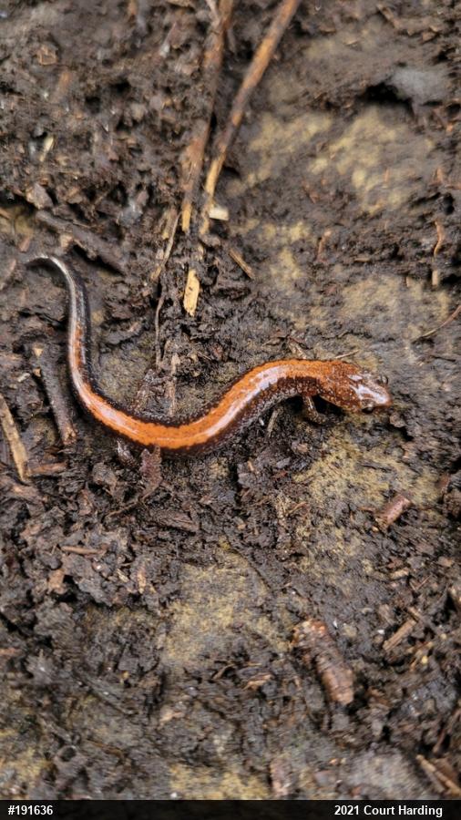 Eastern Red-backed  Salamander
