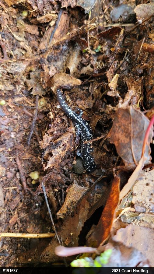 Northern Slimy Salamander