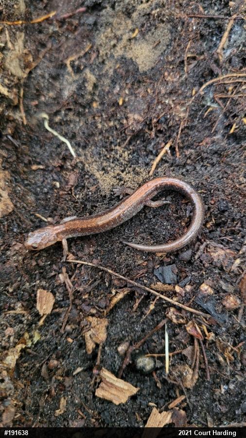 Eastern Red-backed  Salamander
