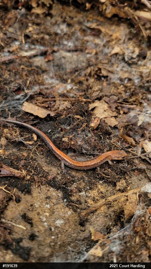 Eastern Red-backed  Salamander