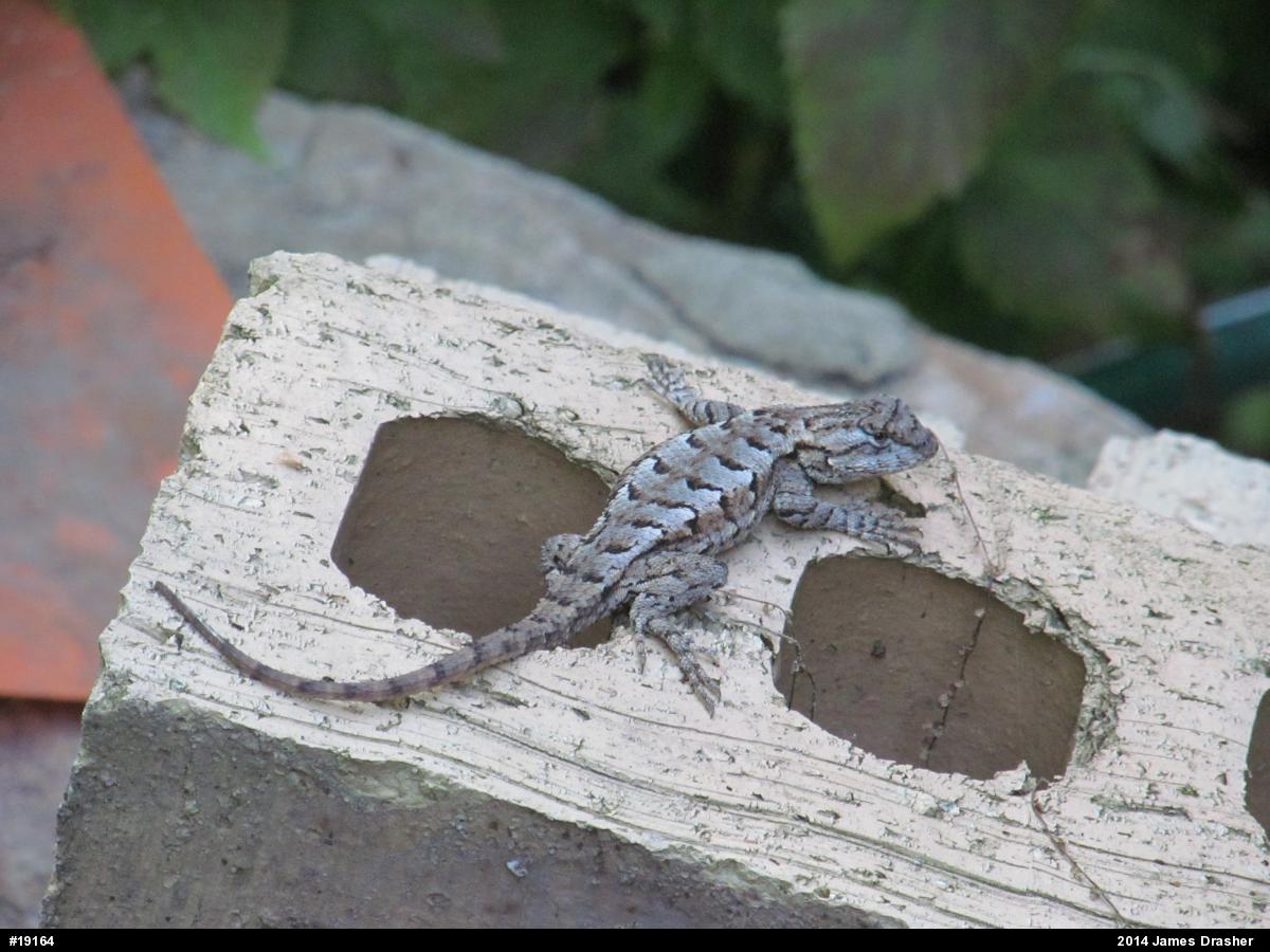 Eastern Fence Lizard