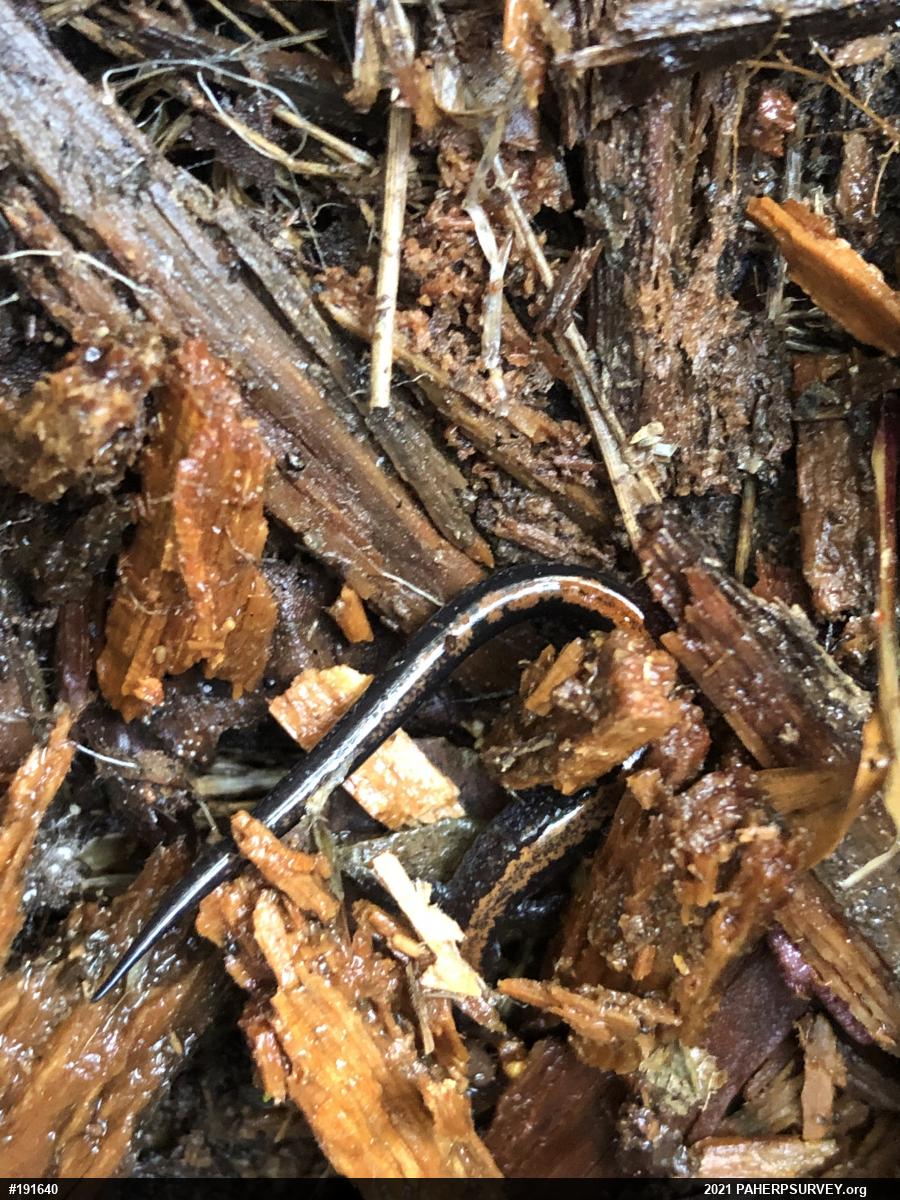 Eastern Red-backed  Salamander