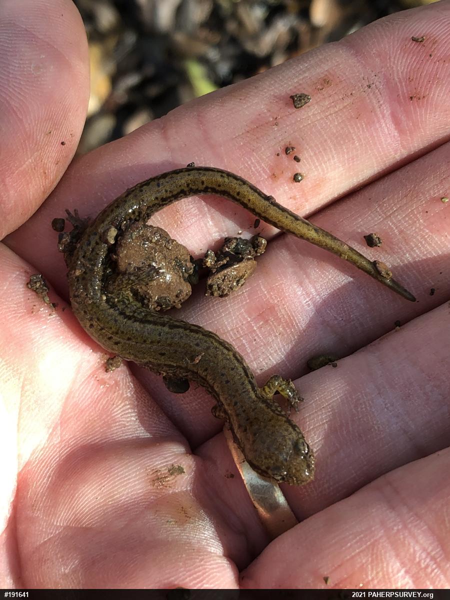 Northern Two-lined Salamander