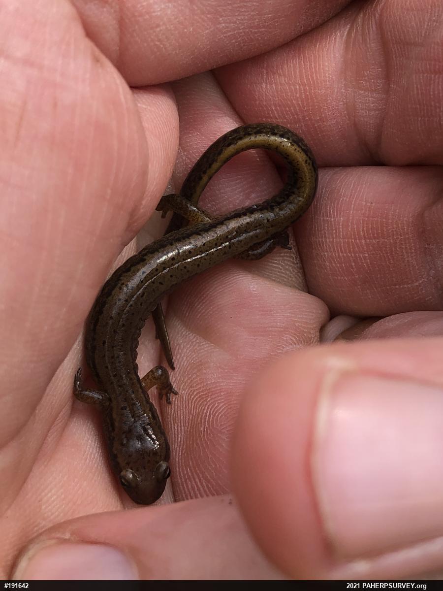 Northern Two-lined Salamander