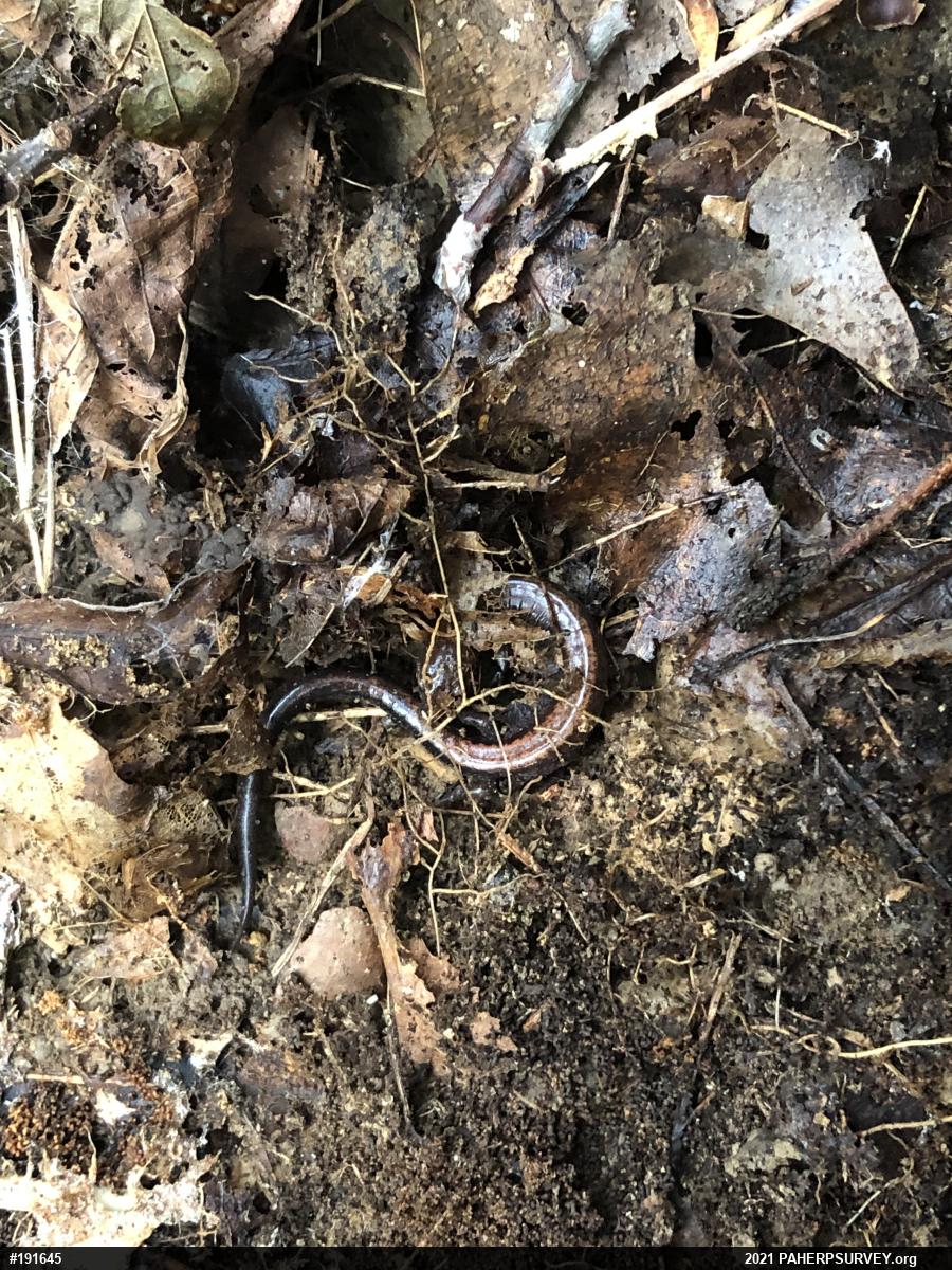 Eastern Red-backed  Salamander