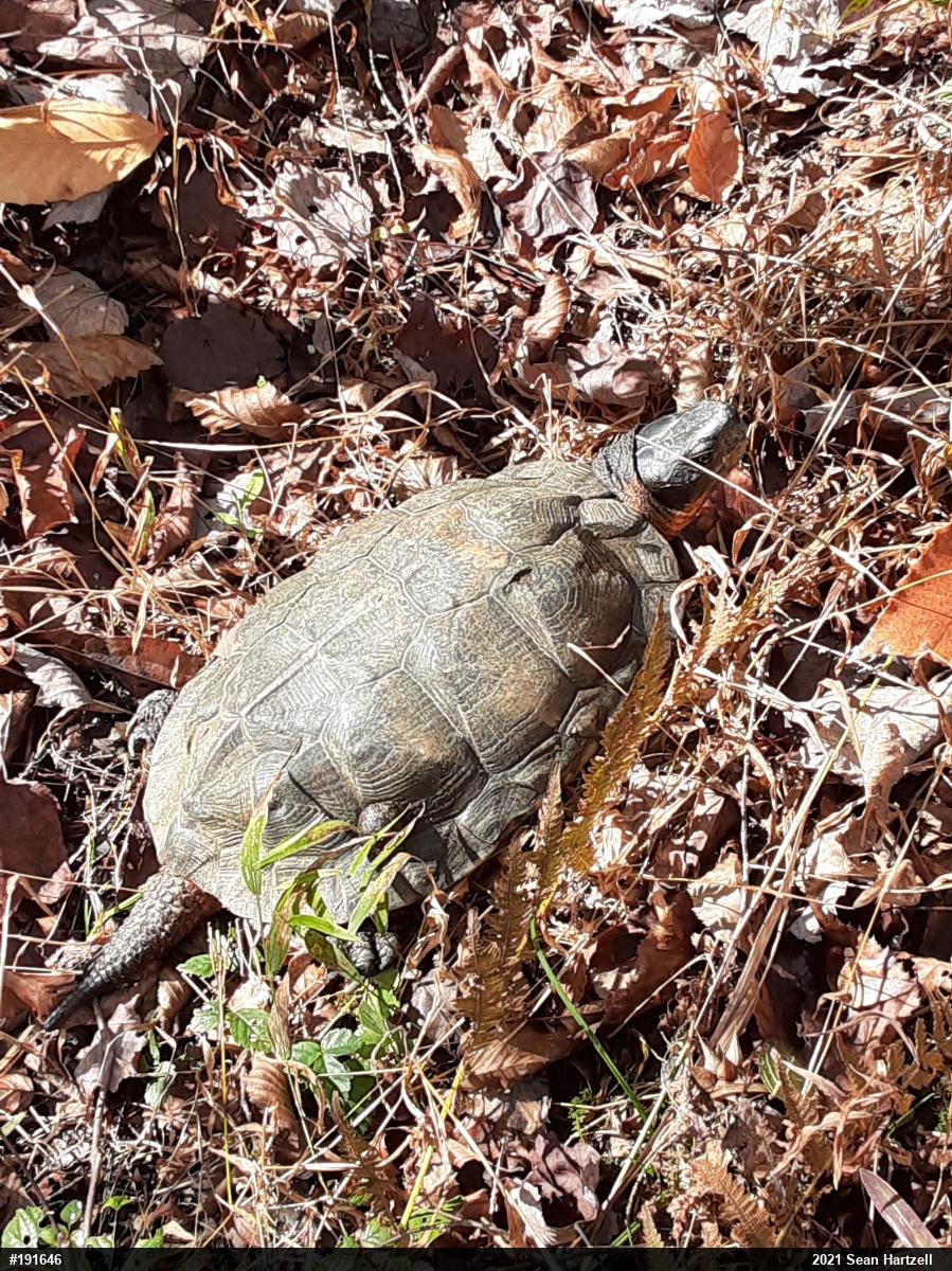 Wood Turtle