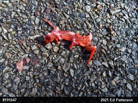 Northern Red Salamander