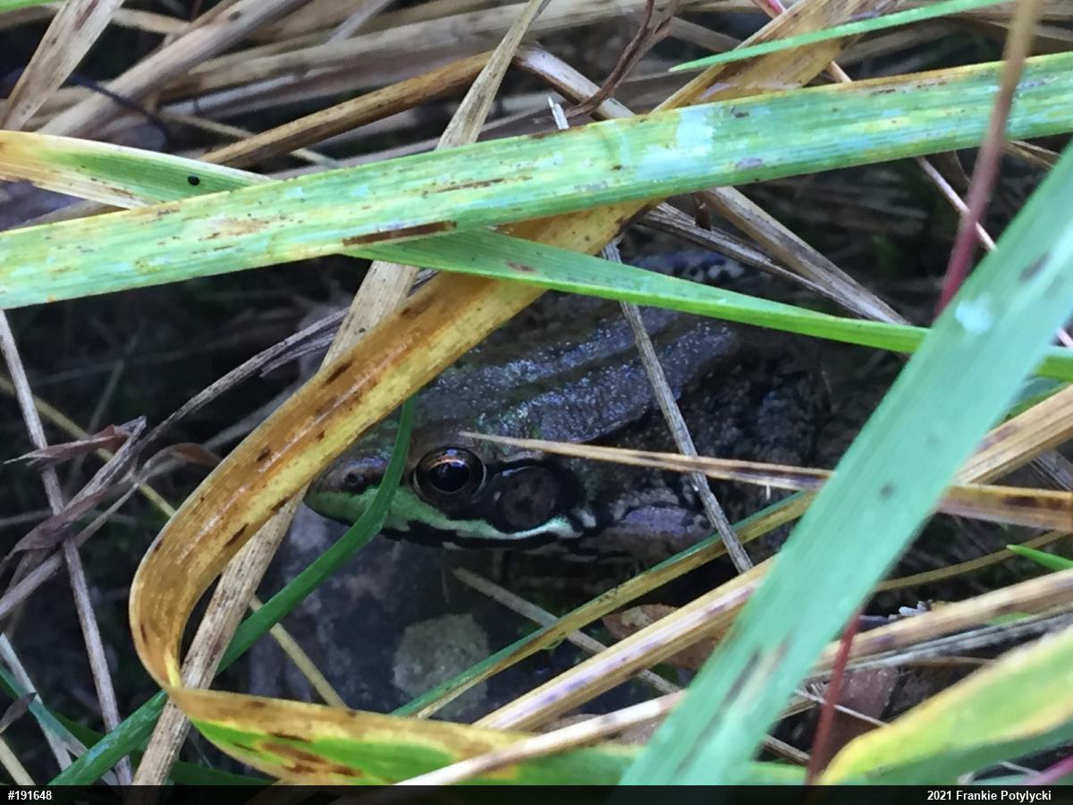 Green Frog