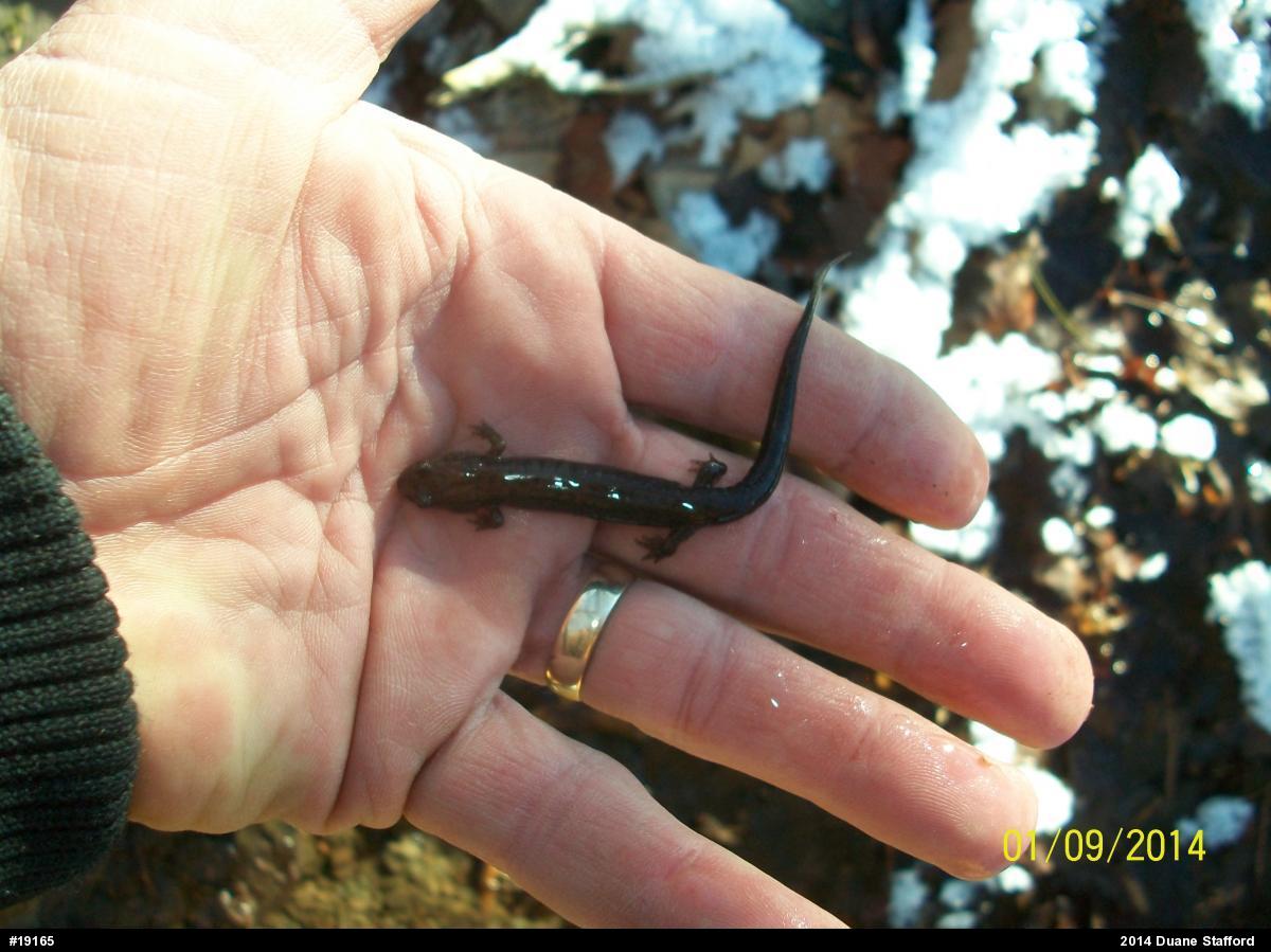 Allegheny Mountain Dusky Salamander