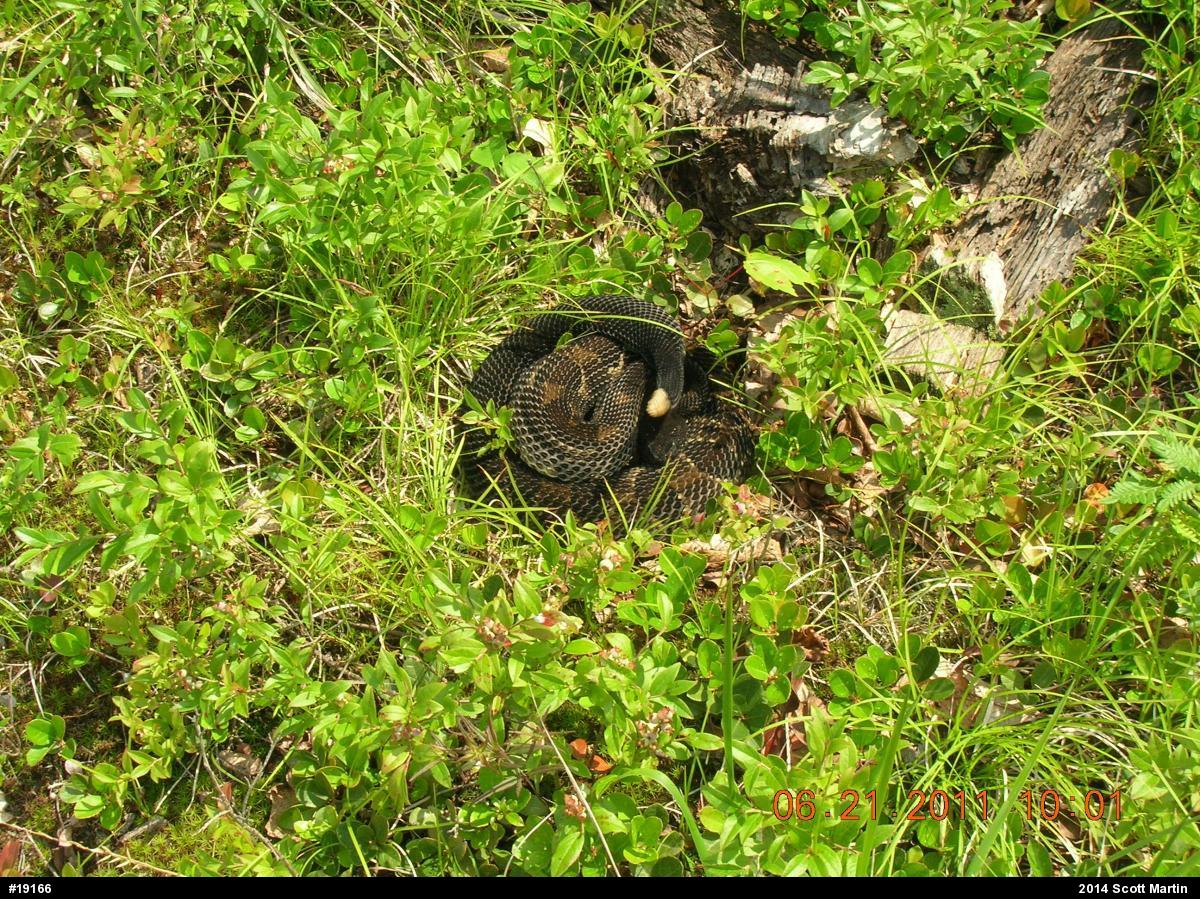 Timber Rattlesnake