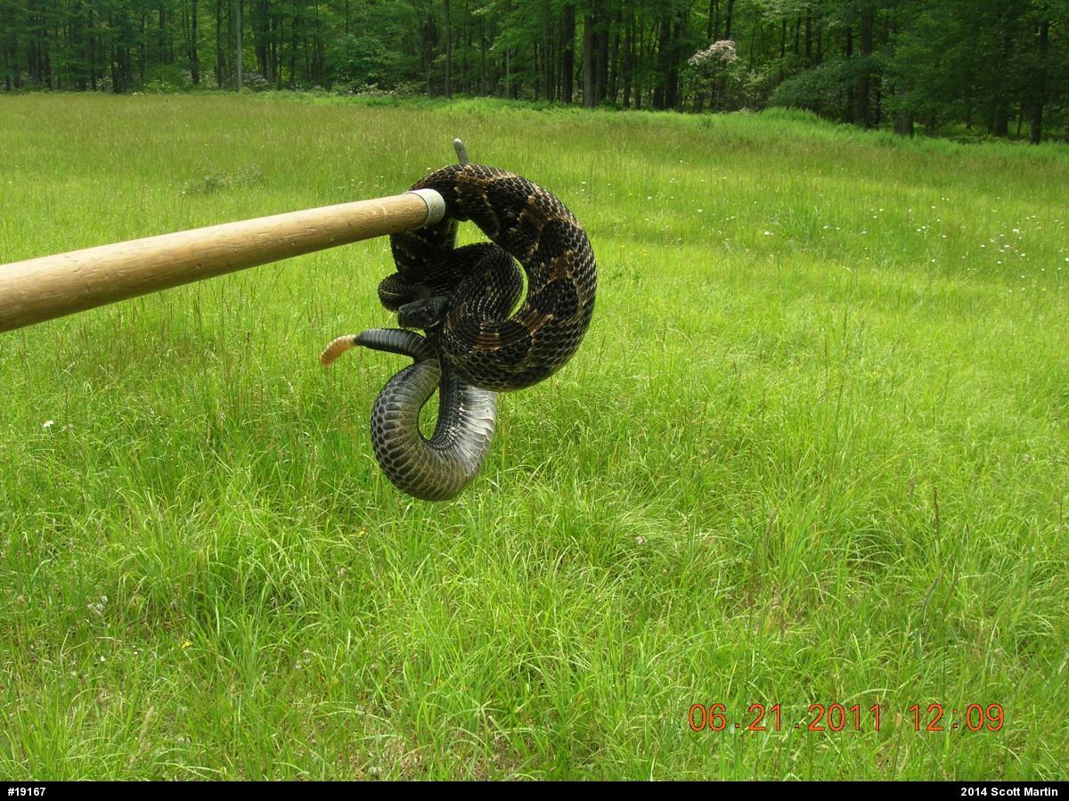 Timber Rattlesnake