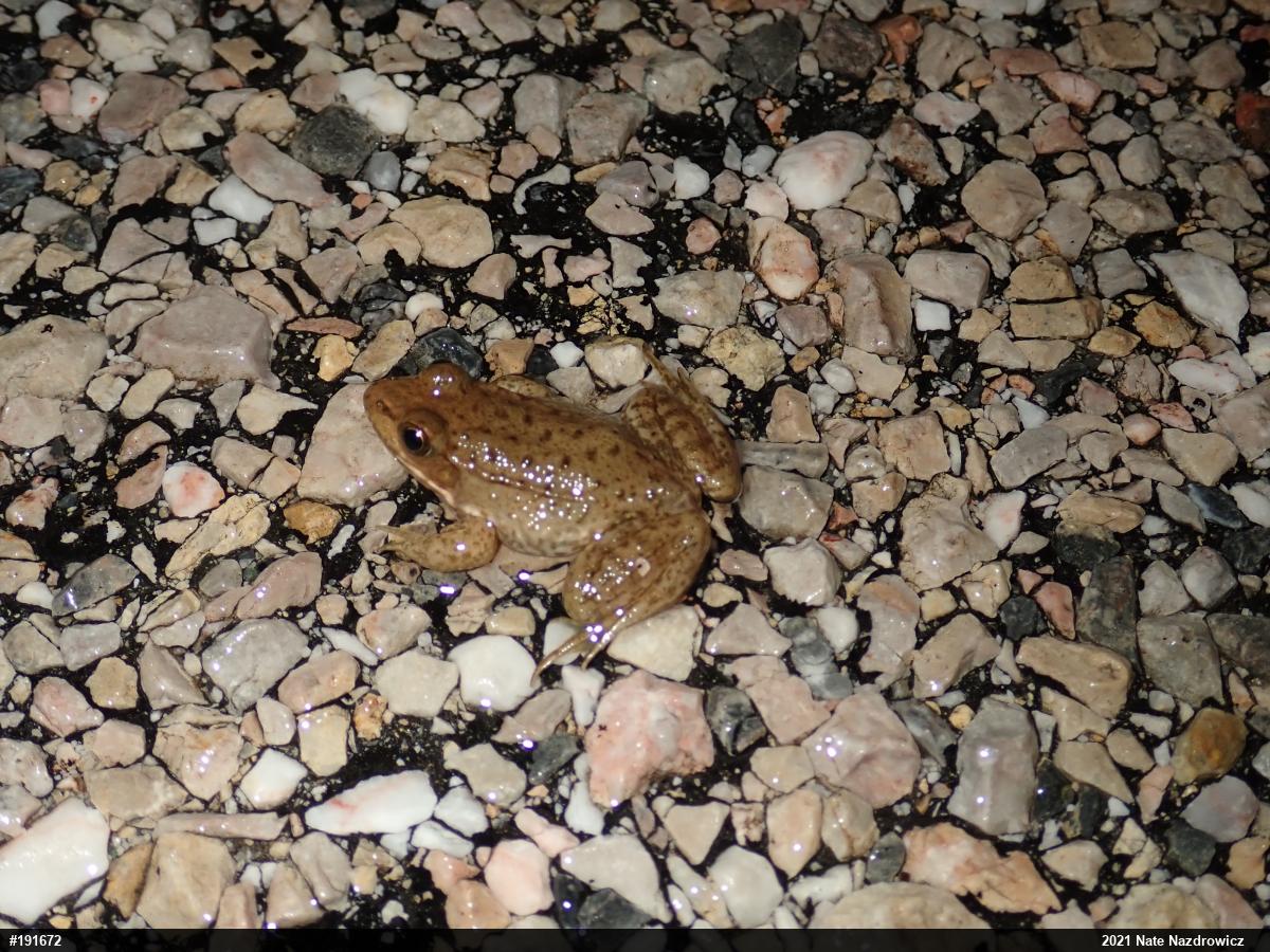 Green Frog