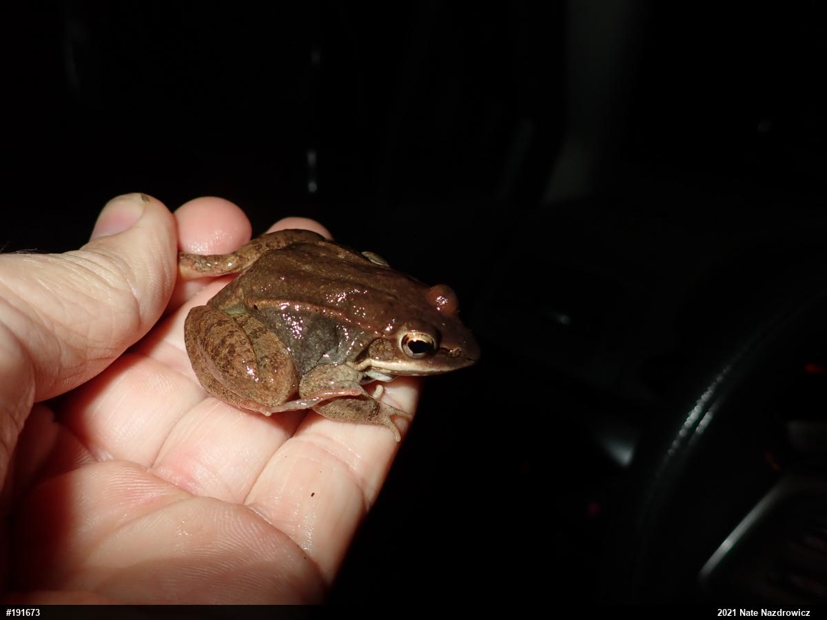Wood Frog