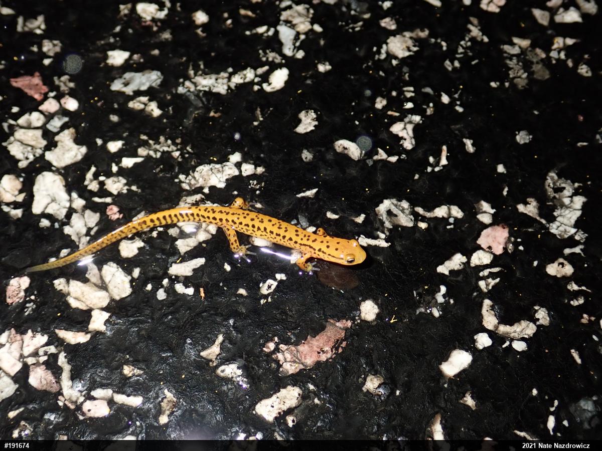 Eastern Long-tailed Salamander