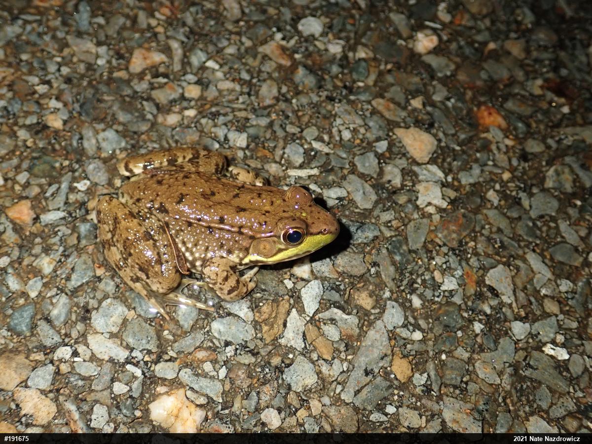 Green Frog