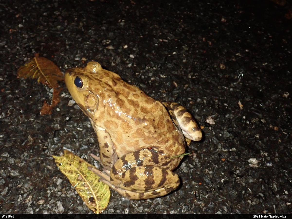 American Bullfrog