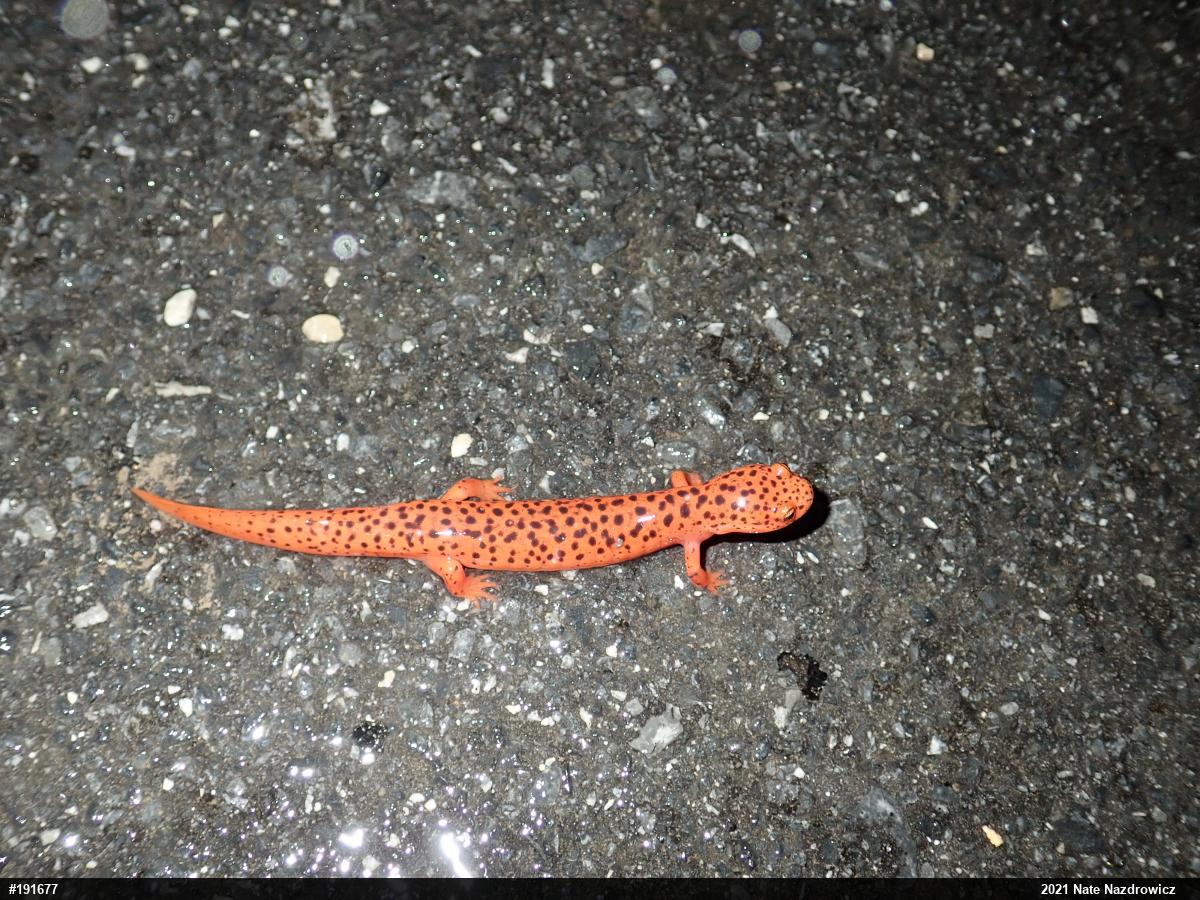 Northern Red Salamander