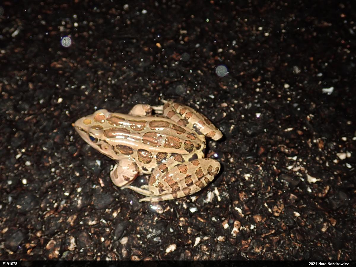 Pickerel Frog