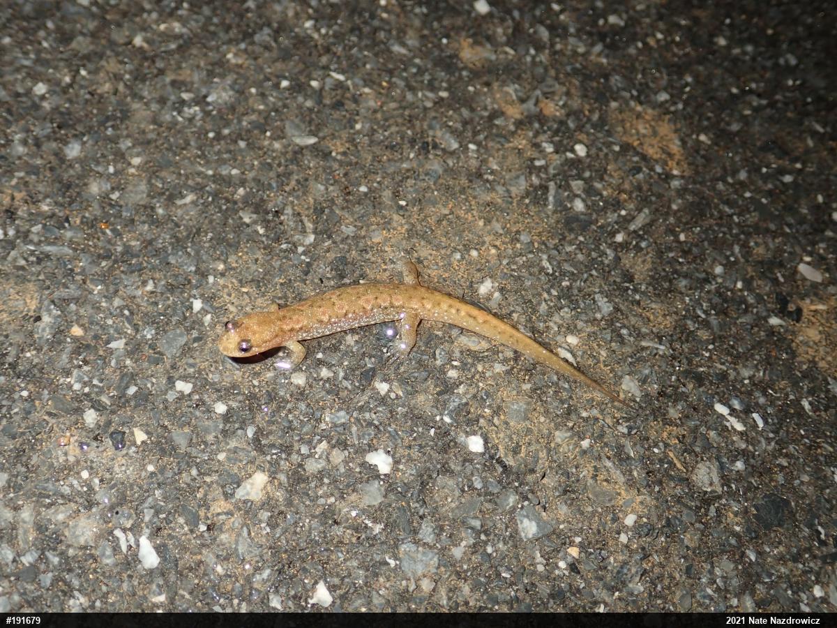 Northern Dusky Salamander