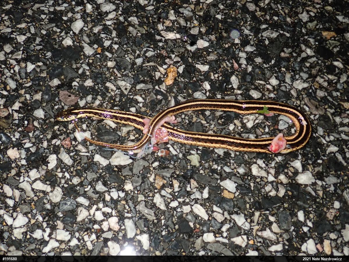 Eastern Gartersnake