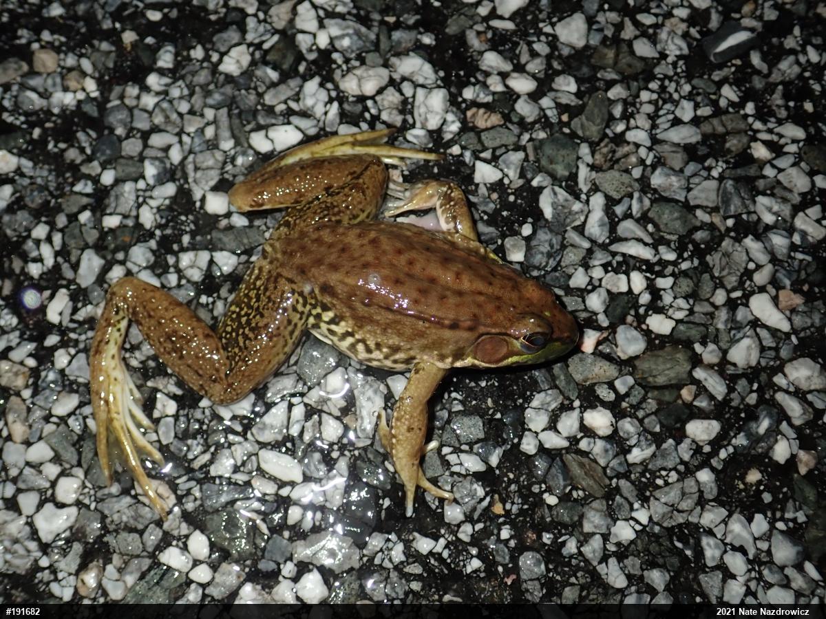 Green Frog