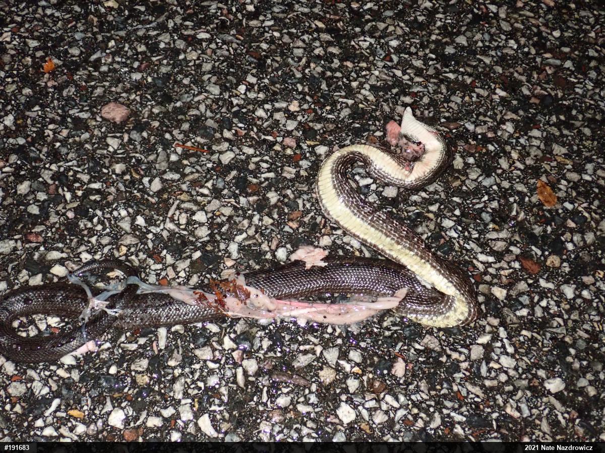 Eastern Ratsnake