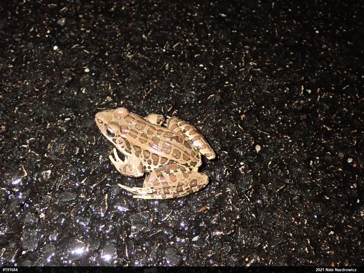 Pickerel Frog