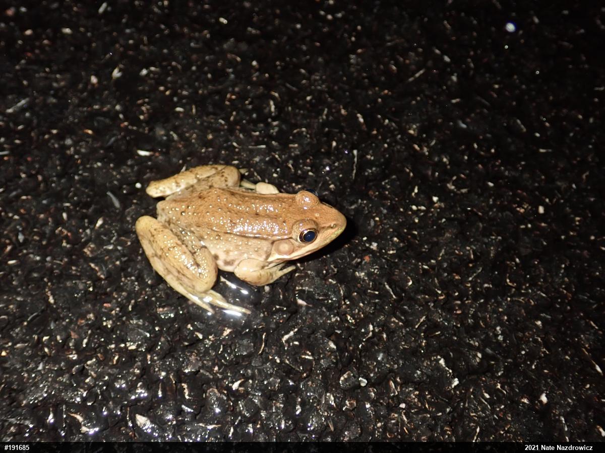 Green Frog