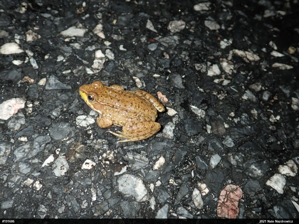 Green Frog