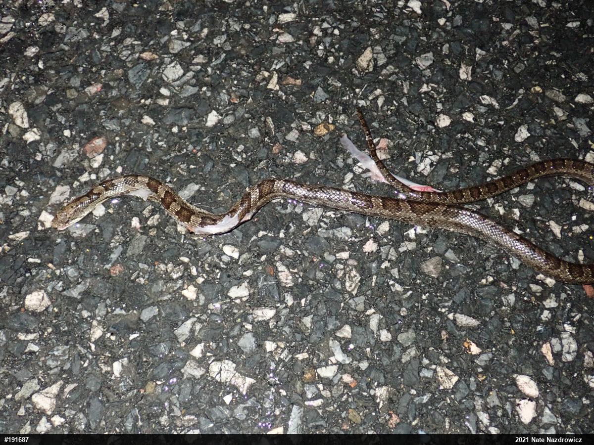 Eastern Ratsnake