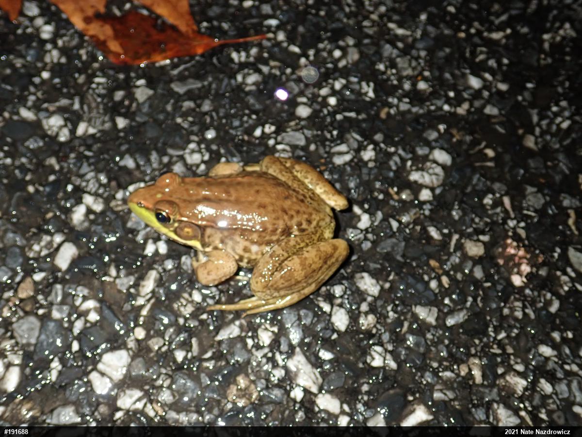 Green Frog
