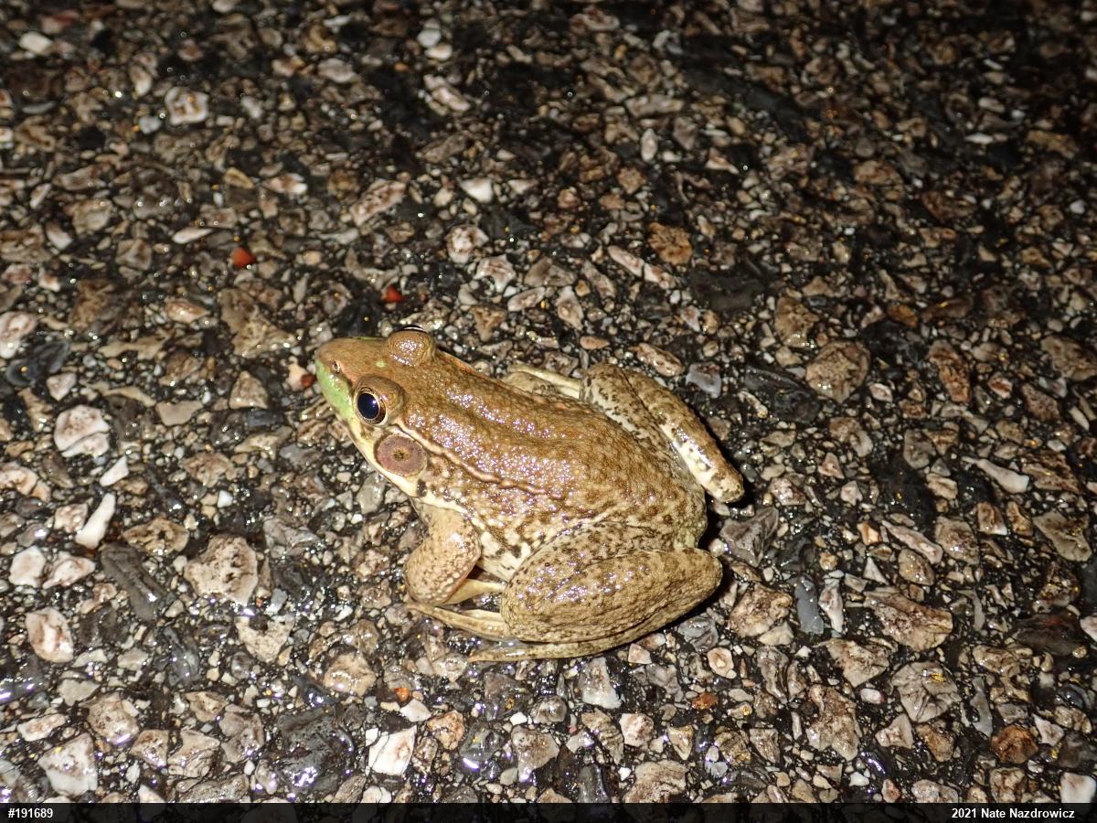 Green Frog