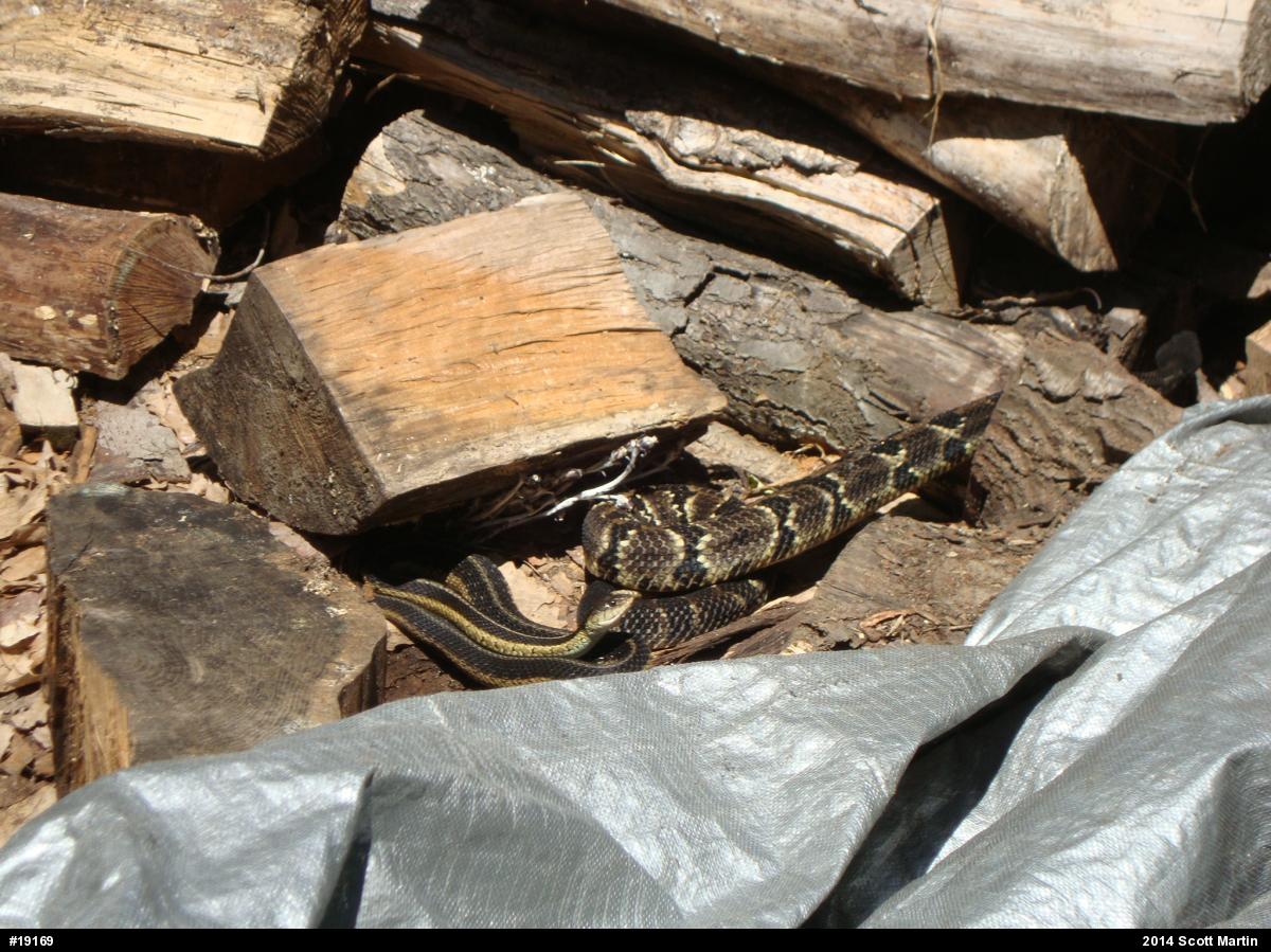 Timber Rattlesnake