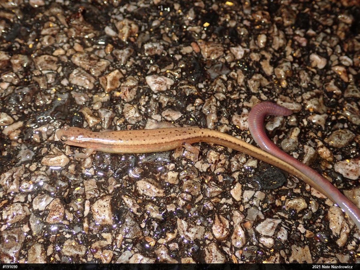 Northern Two-lined Salamander