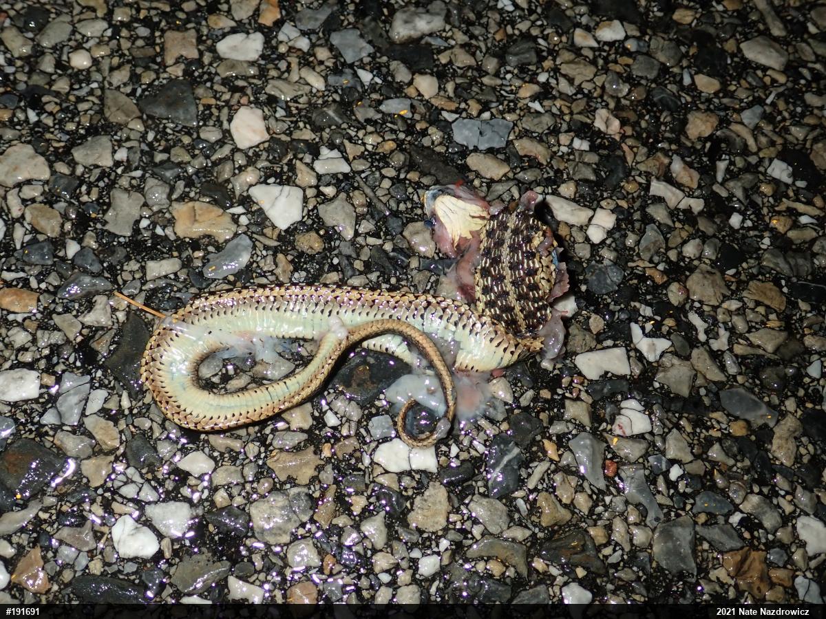Eastern Gartersnake